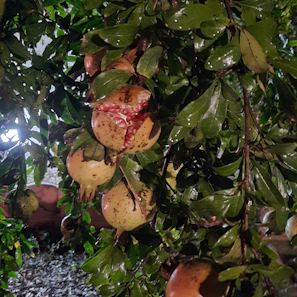 Sunlight streaming over lush pomegranate orchards at dawn.