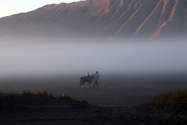 A rugged horse and rider navigating a forest trail at dawn.