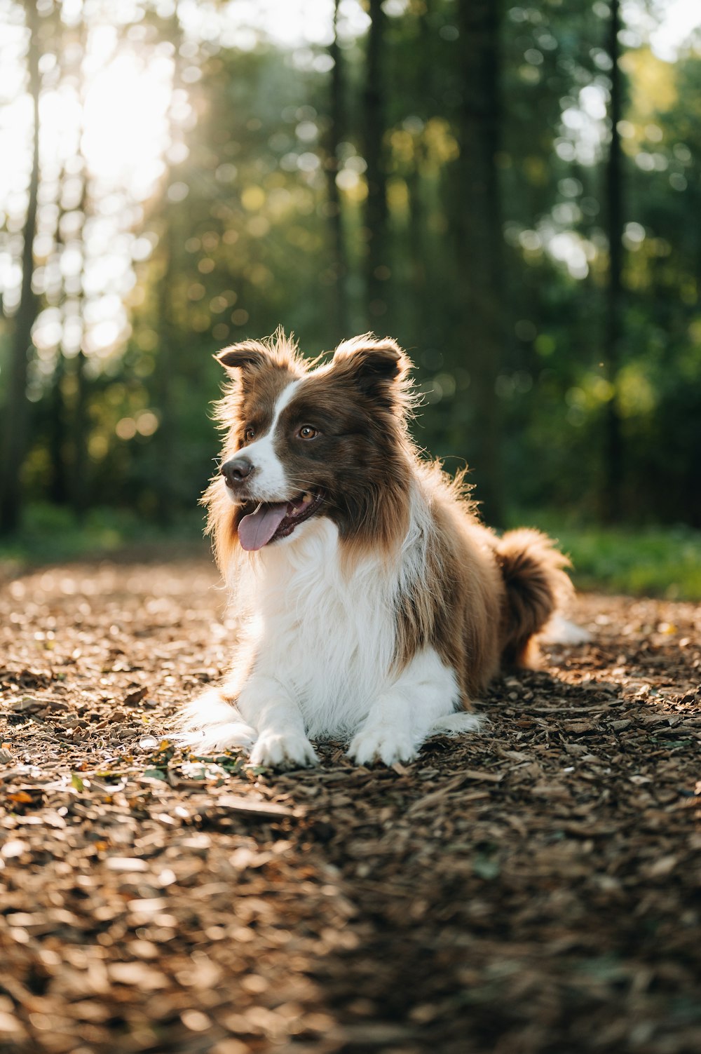 a brown and white dog sitting on top of a dirt road