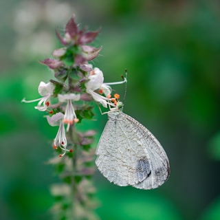 Close-up of a brightly colored butterfly perched delicately on a blooming flower.