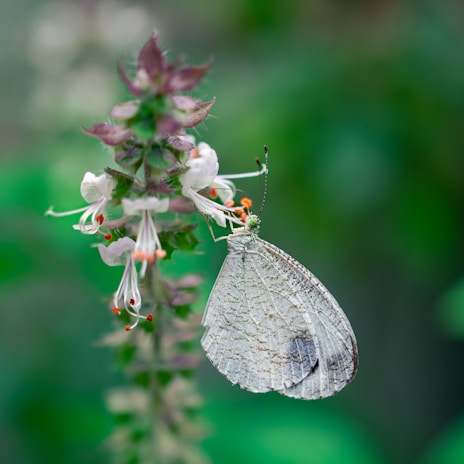 Close-up of a brightly colored butterfly perched delicately on a blooming flower.