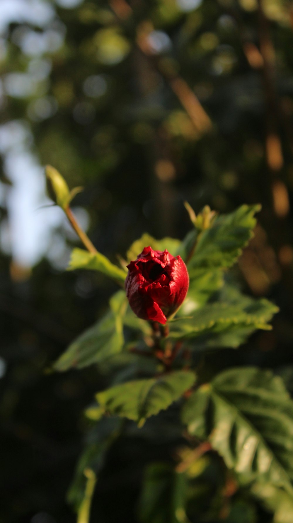 a red flower with green leaves in the background