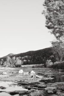 Close-up of a peaceful creek running through the acreage.