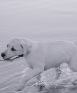 A white dog is running energetically through shallow water, creating splashes and waves around its paws. It carries a small stick in its mouth while its fur appears slightly wet. The background is blurred, emphasizing the dog's motion and speed.