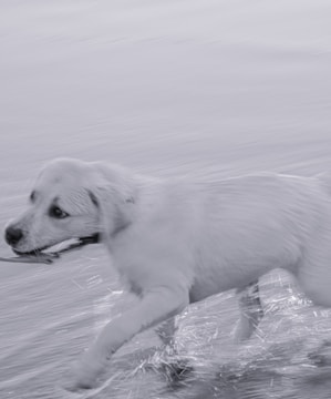A white dog is running energetically through shallow water, creating splashes and waves around its paws. It carries a small stick in its mouth while its fur appears slightly wet. The background is blurred, emphasizing the dog's motion and speed.