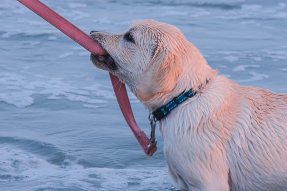 a dog in the water with a leash in its mouth