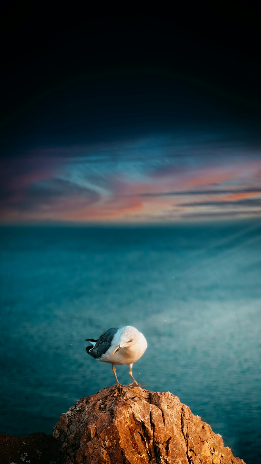 a seagull sitting on a rock in front of a body of water