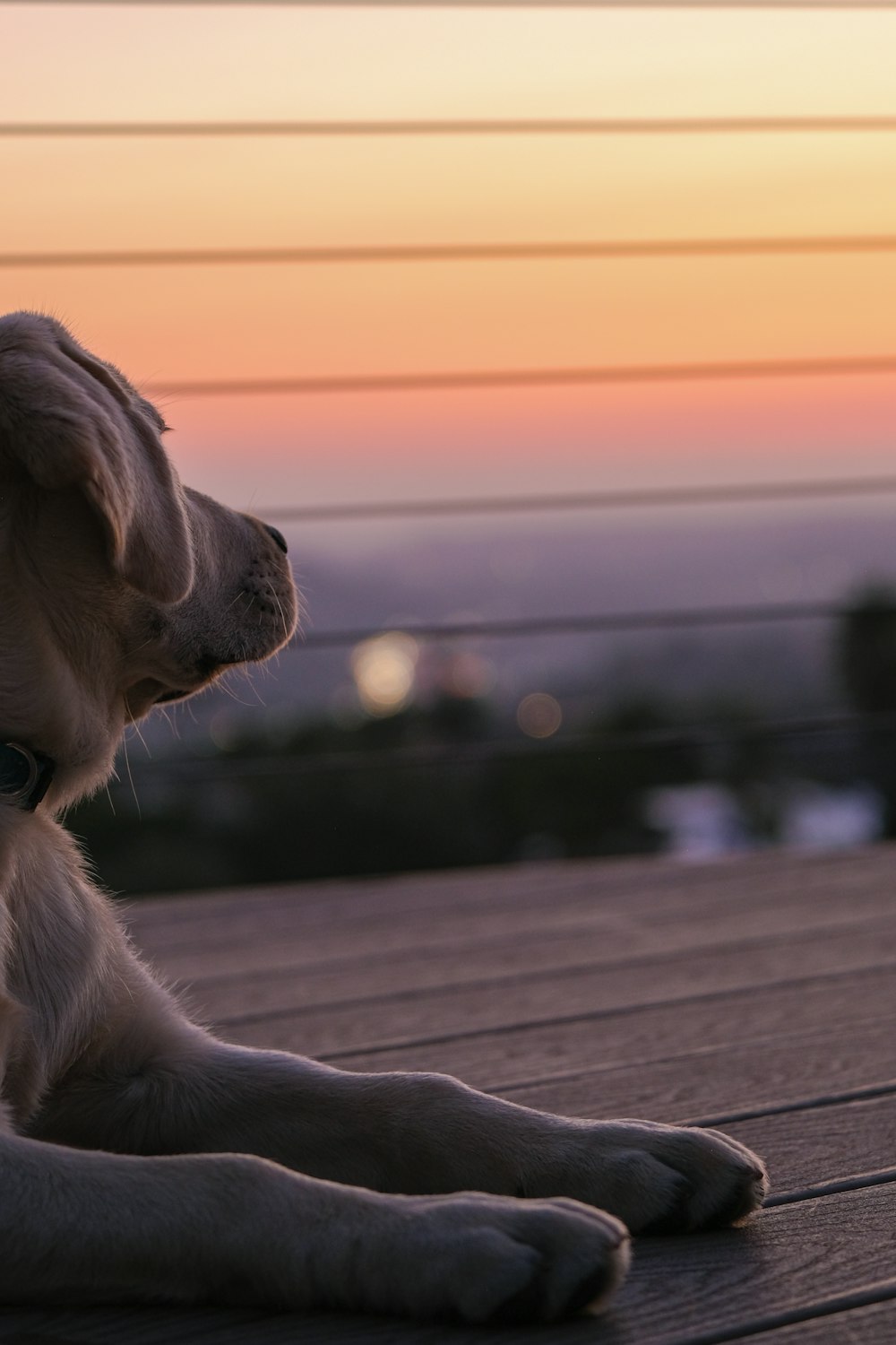 a dog sitting on a wooden deck with a sunset in the background