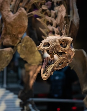 A close-up view of a dinosaur skeleton, focusing on the detailed and textured features of the skull, with visible shadows and highlights adding depth to the bones.