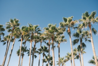 Tall palm trees with lush green fronds extend upward against a clear blue sky. The sunlight casts a warm glow on the trees, highlighting the contrast between the vivid green leaves and the brown trunks.