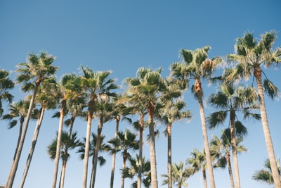 Tall palm trees with lush green fronds extend upward against a clear blue sky. The sunlight casts a warm glow on the trees, highlighting the contrast between the vivid green leaves and the brown trunks.