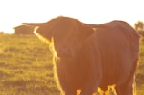 A gentle Scottish Highland cow standing in a sunlit pasture with rolling hills in the background.