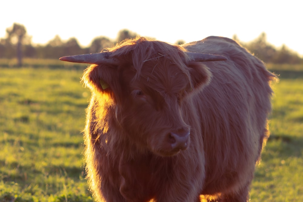 a brown cow standing on top of a lush green field