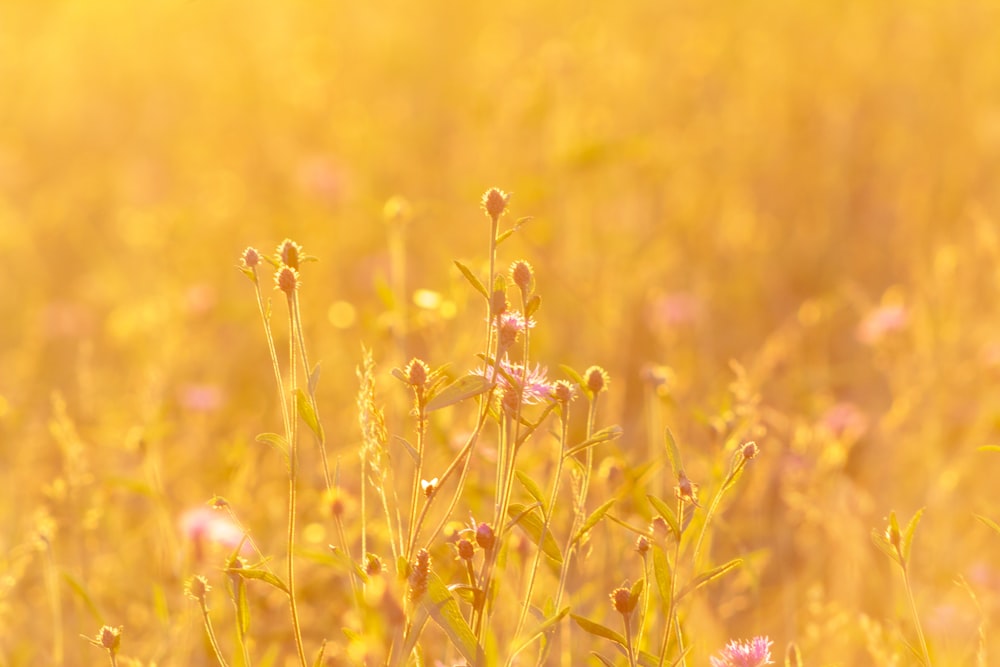 a field full of tall grass with pink flowers
