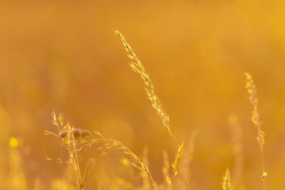 a close up of some grass in a field