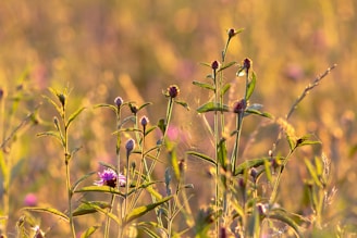 A serene field of sun-grown marijuana plants bathed in warm natural daylight with red northern cardinals perched and fluttering among the leaves.