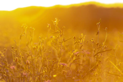 Close-up of wildflowers blooming on a spacious lot at golden hour.