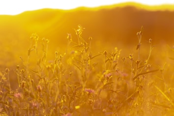 A close-up view of wildflowers in a field during golden hour, with soft sunlight bathing the scene in warm, golden hues. The flowers and grasses are slightly blurred, creating a dreamy and tranquil atmosphere.