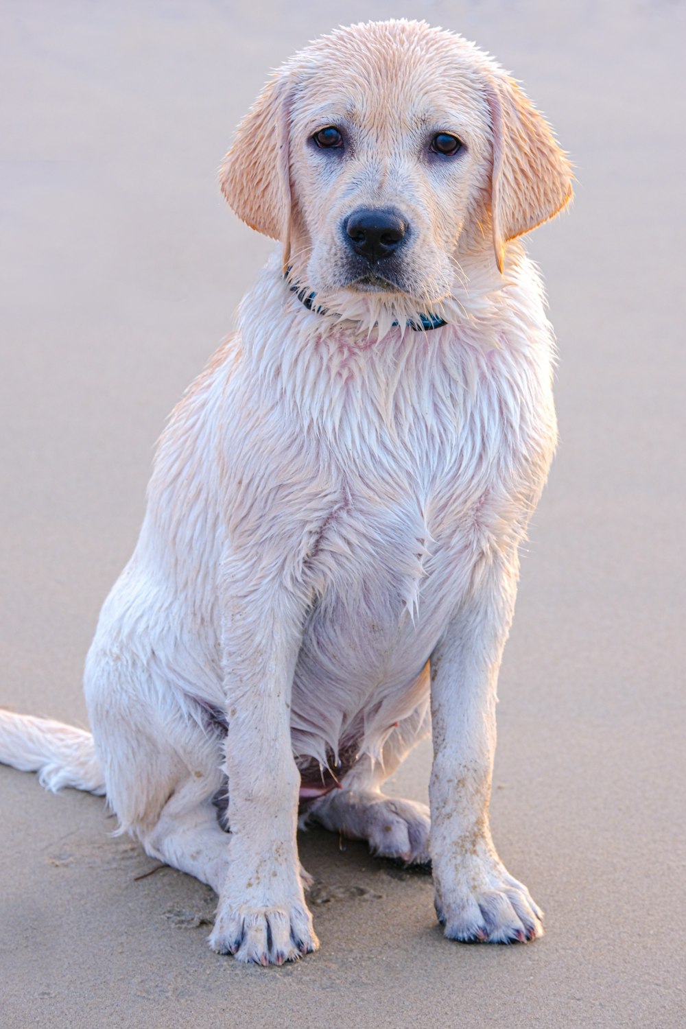 a white dog sitting on top of a sandy beach