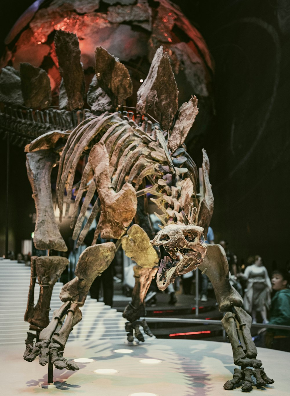 a skeleton of a dog on display in a museum