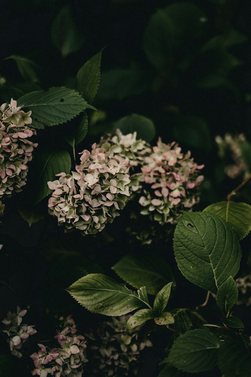 a close up of a bunch of flowers with green leaves