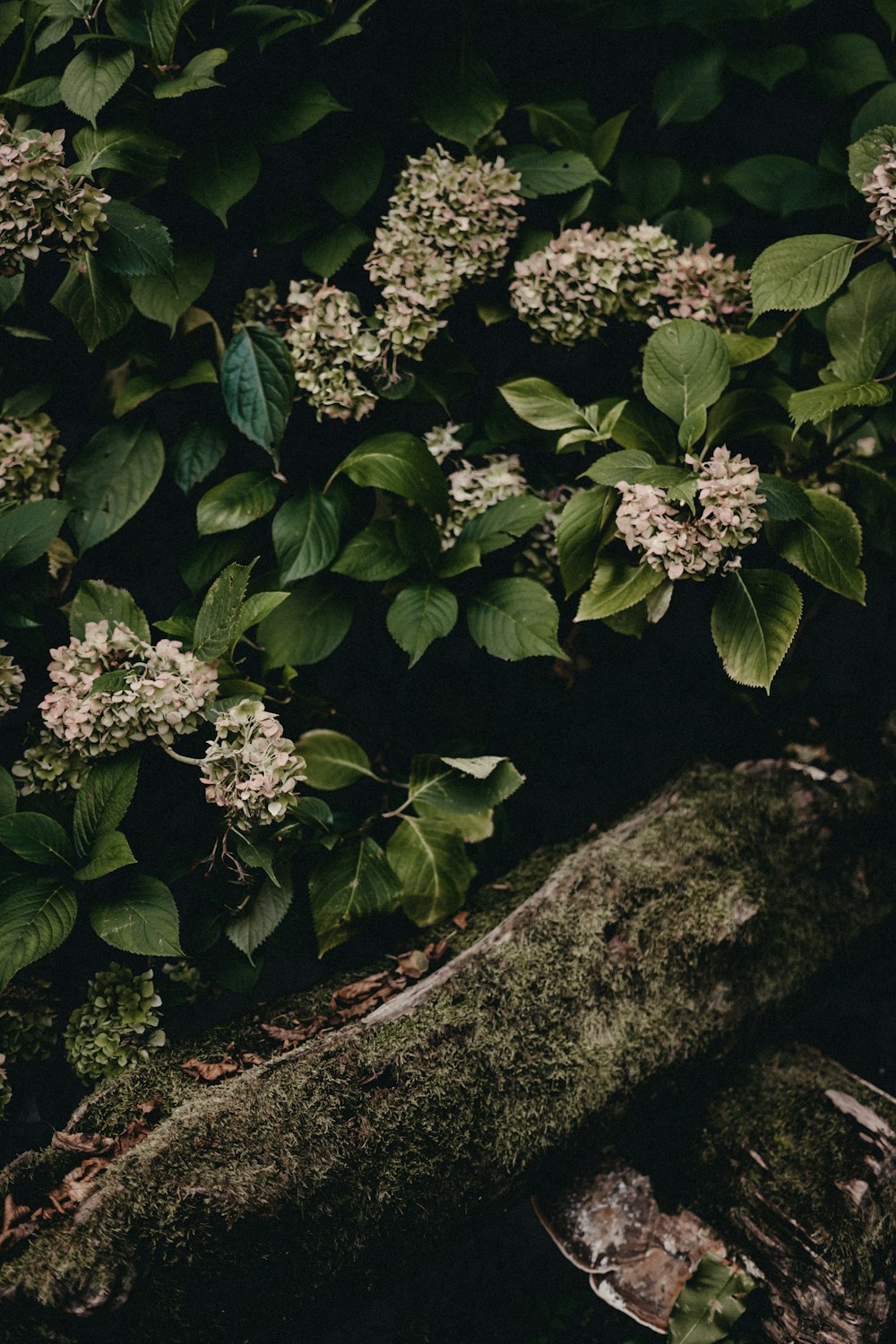 a mossy tree branch in front of a bush with white flowers