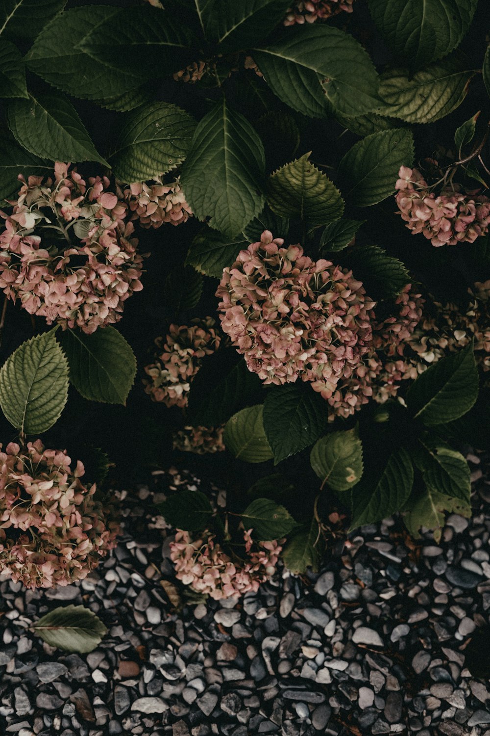 a bunch of flowers that are on some rocks