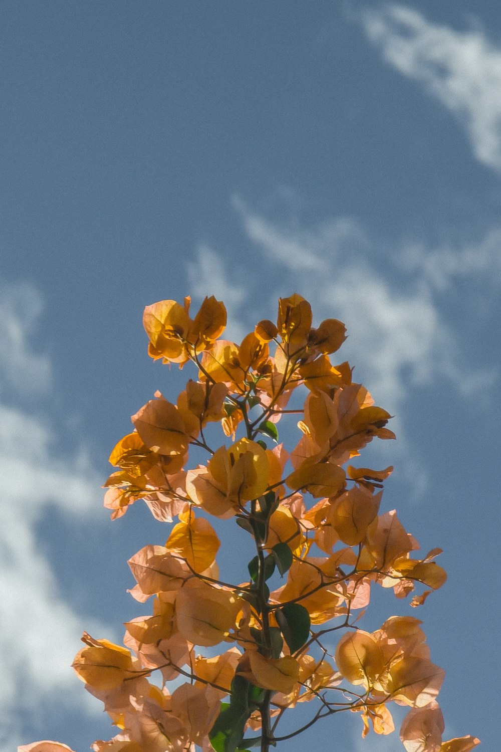 a tree with yellow flowers in front of a blue sky
