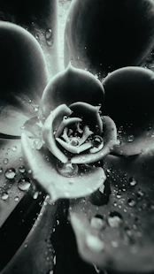 a black and white photo of a flower with water droplets