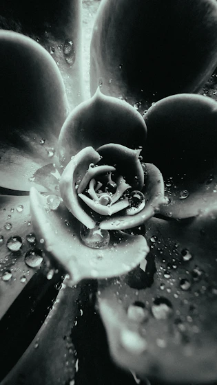 a black and white photo of a flower with water droplets