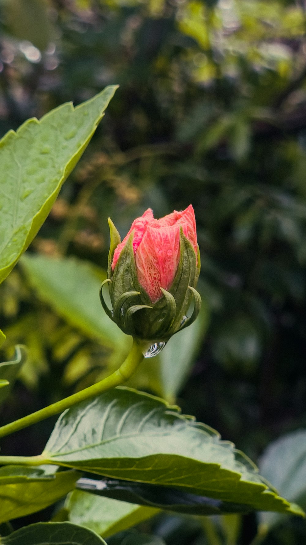 a pink flower with green leaves in the background