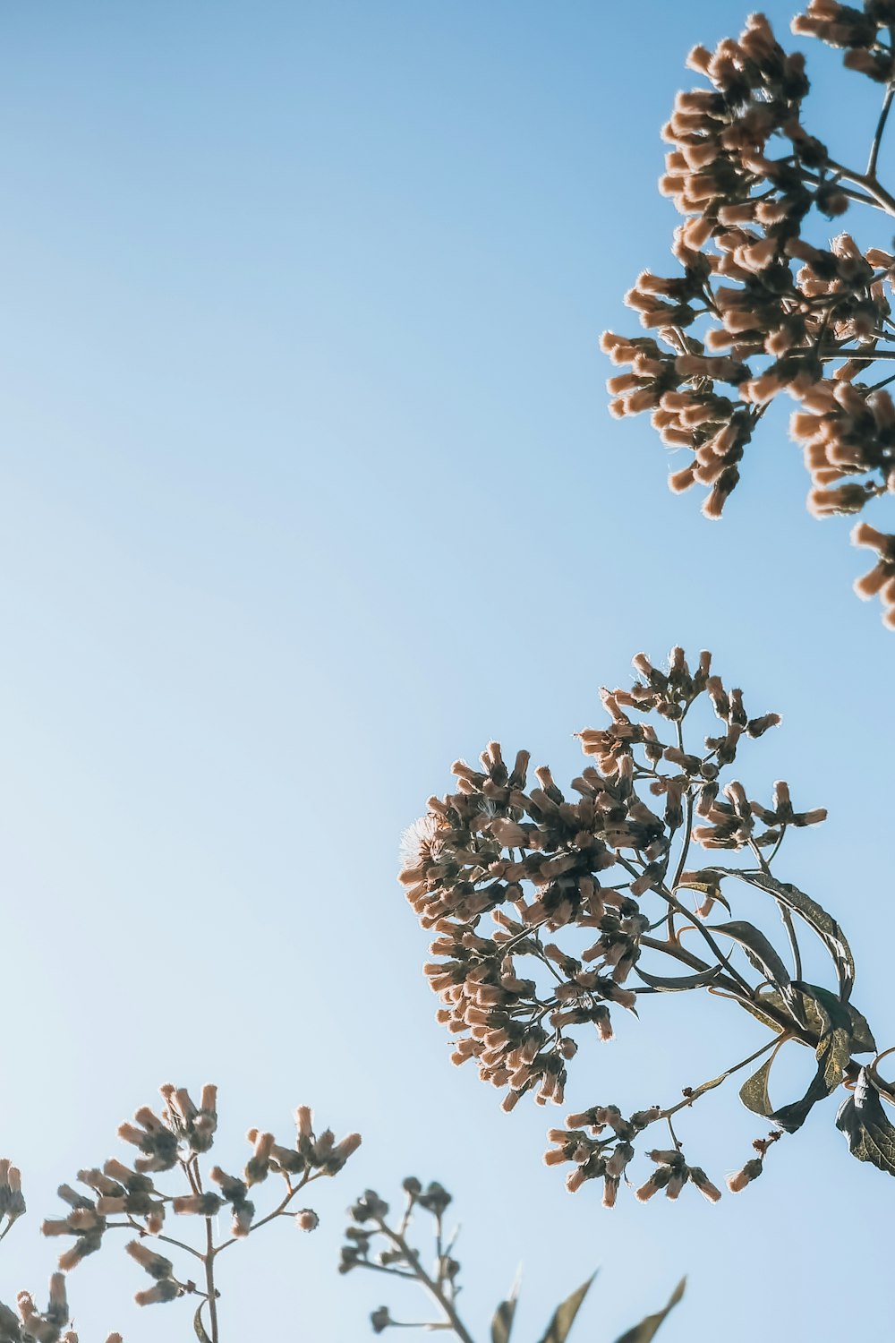 a close up of a plant with lots of flowers