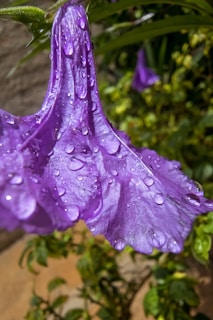 a purple flower with water droplets on it