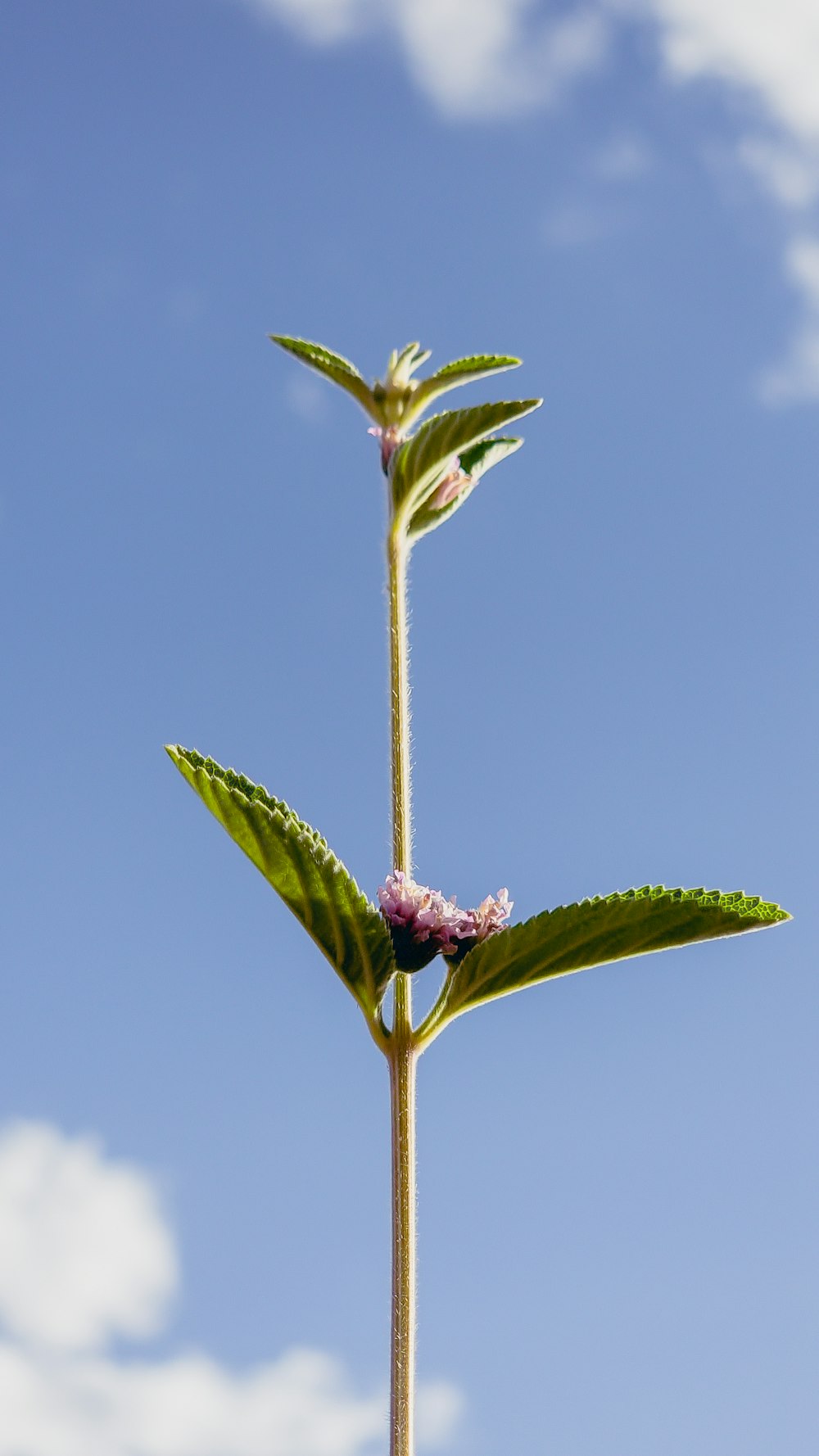 a single flower with a blue sky in the background