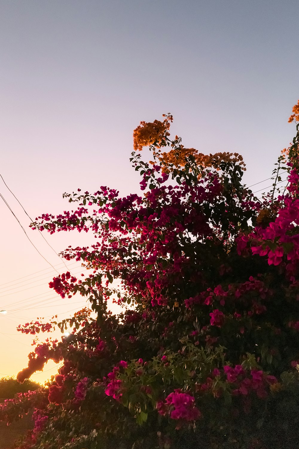 the sun is setting behind some pink flowers