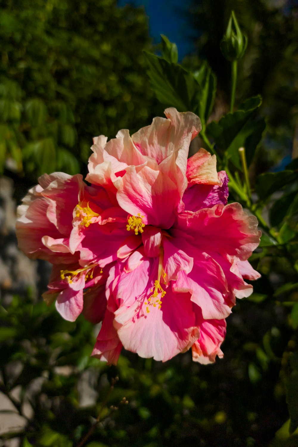 a pink and white flower with green leaves