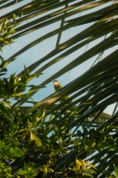 A parrot is perched amidst lush green palm leaves and foliage. The scene captures a tropical atmosphere with vibrant greenery and a clear blue sky.