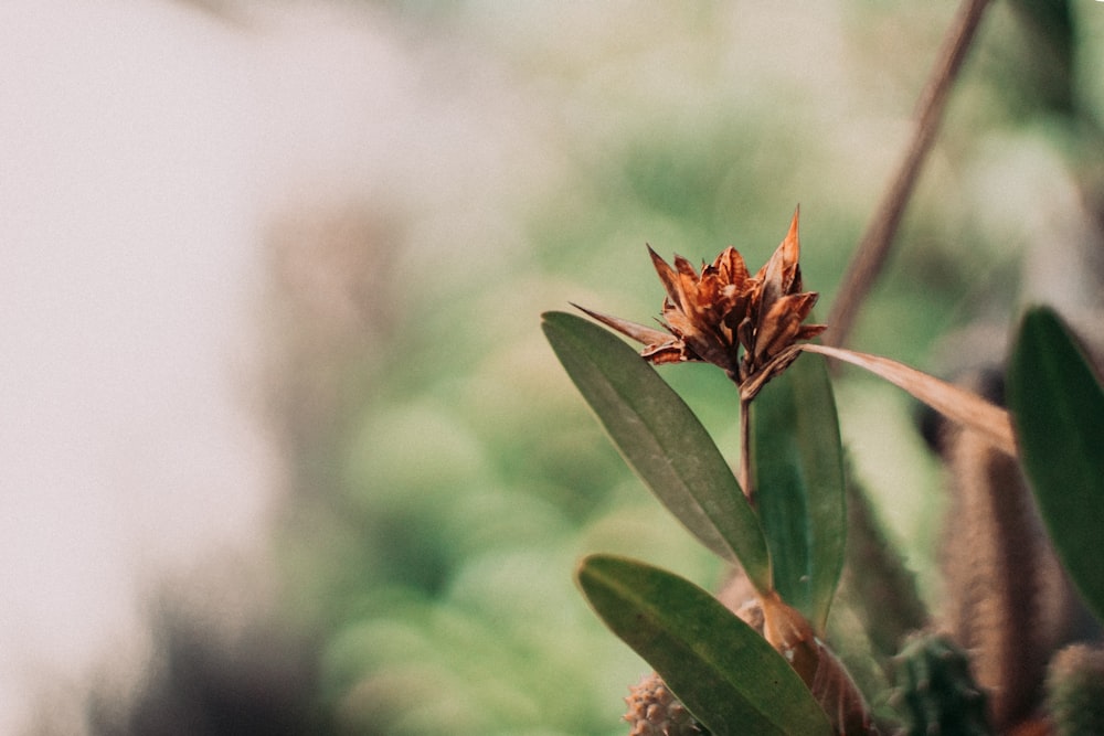 a close up of a flower on a plant