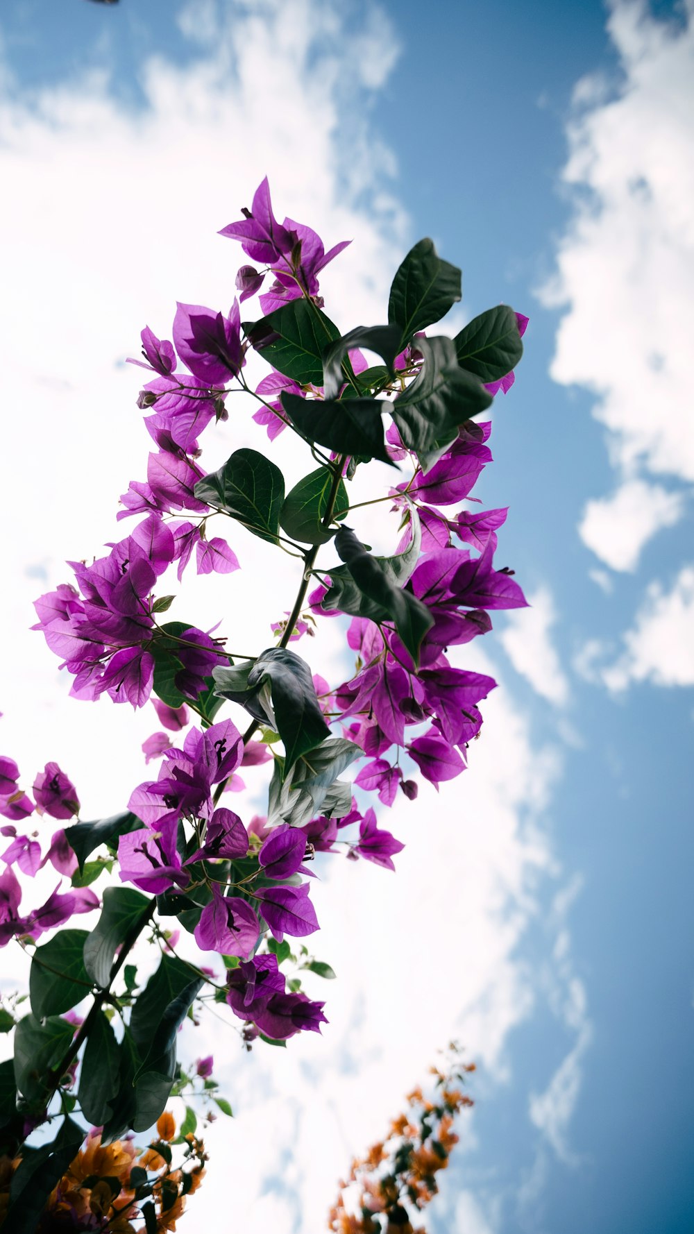 purple flowers are blooming on a sunny day