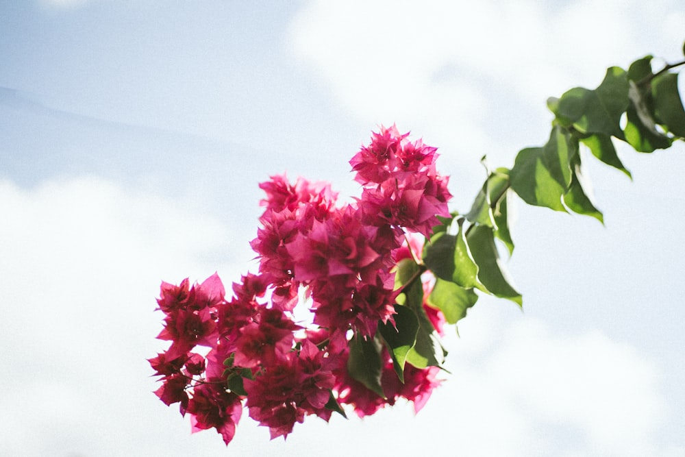 pink flowers are blooming on a tree branch