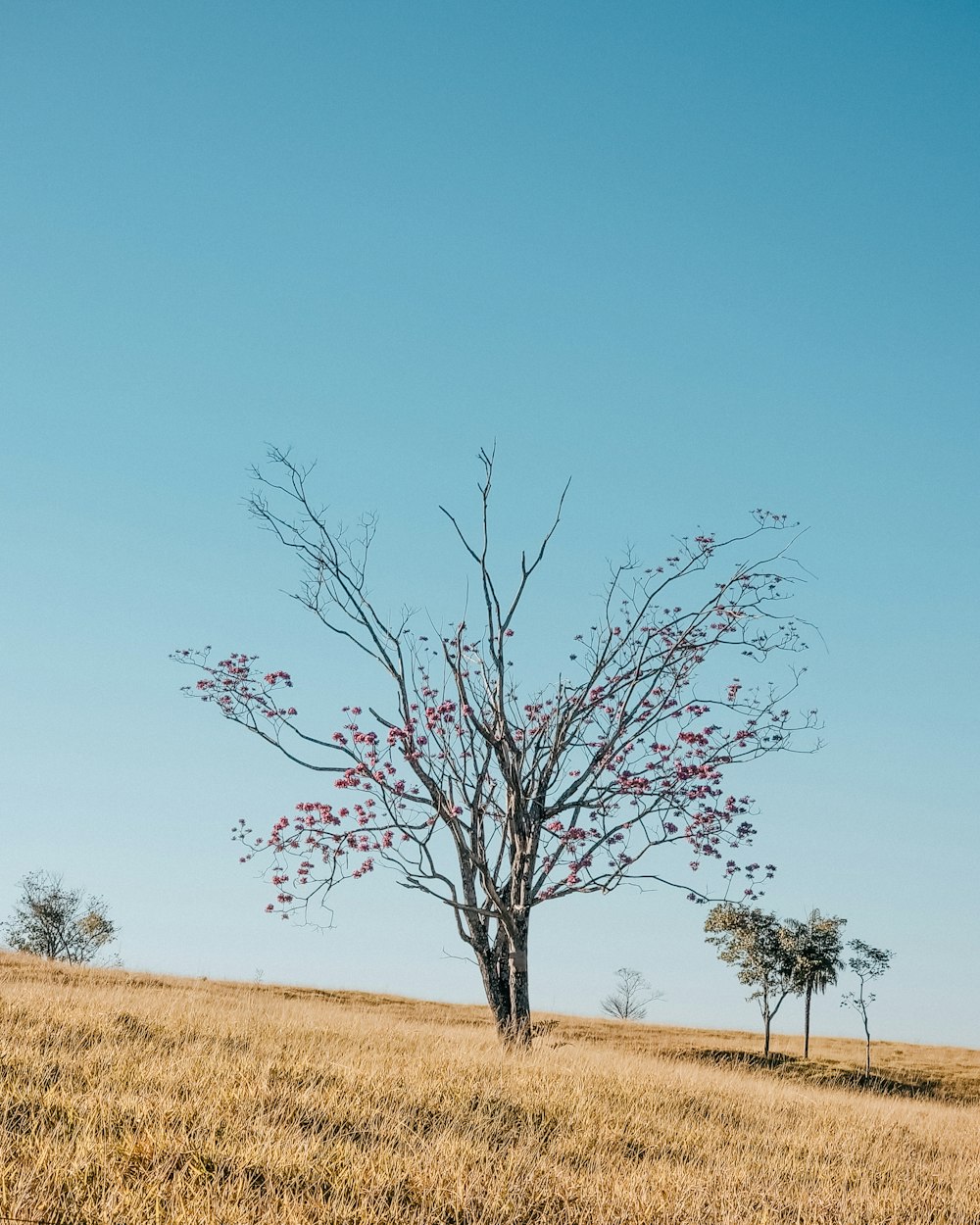 a lone tree in a field with a blue sky in the background