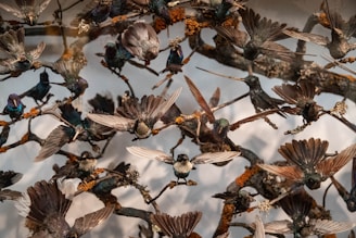 A collection of taxidermy hummingbirds intricately arranged in various poses, with wings outstretched. The birds are mounted on twigs adorned with moss or lichen, giving a sense of motion and delicacy.