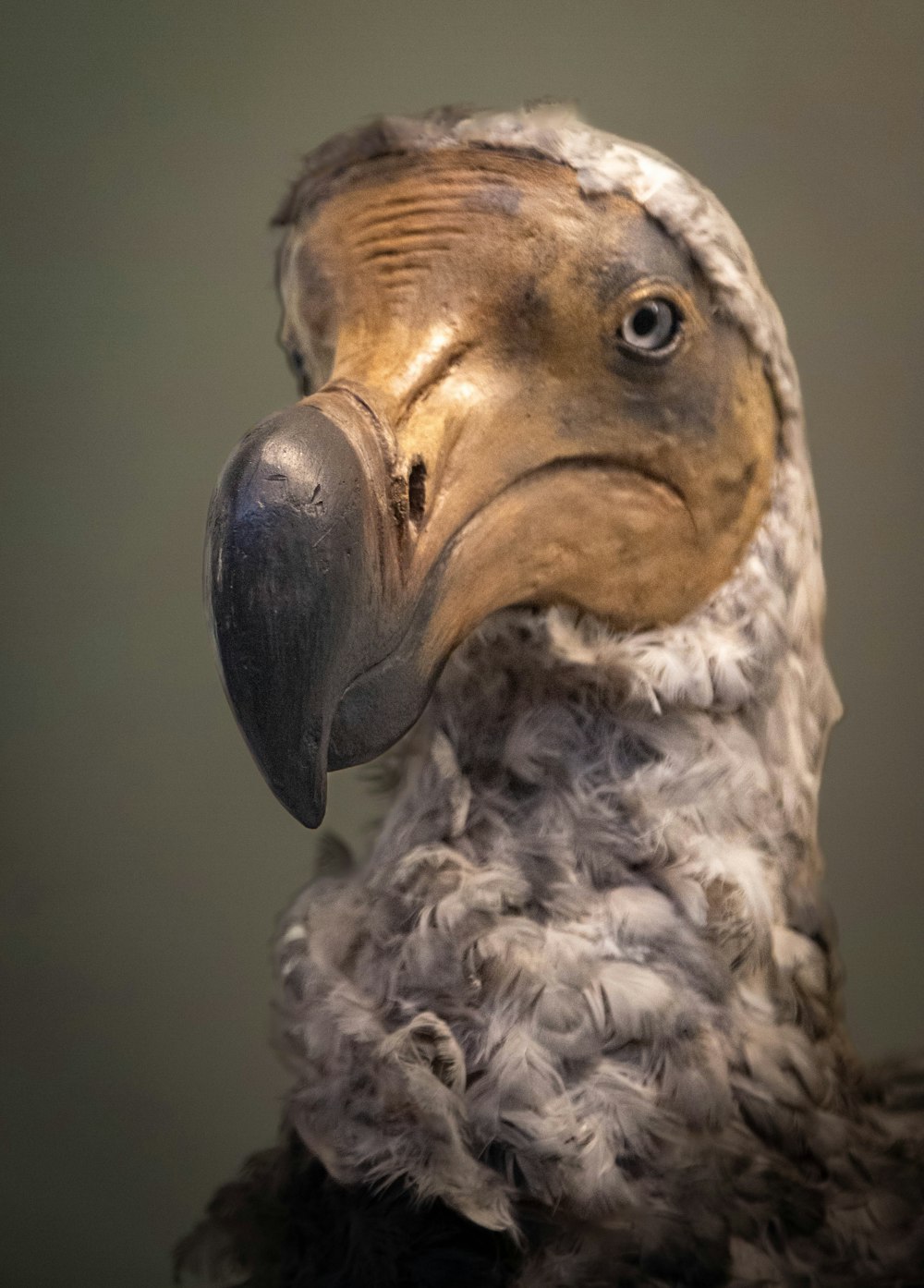 a close up of a bird with a very large beak