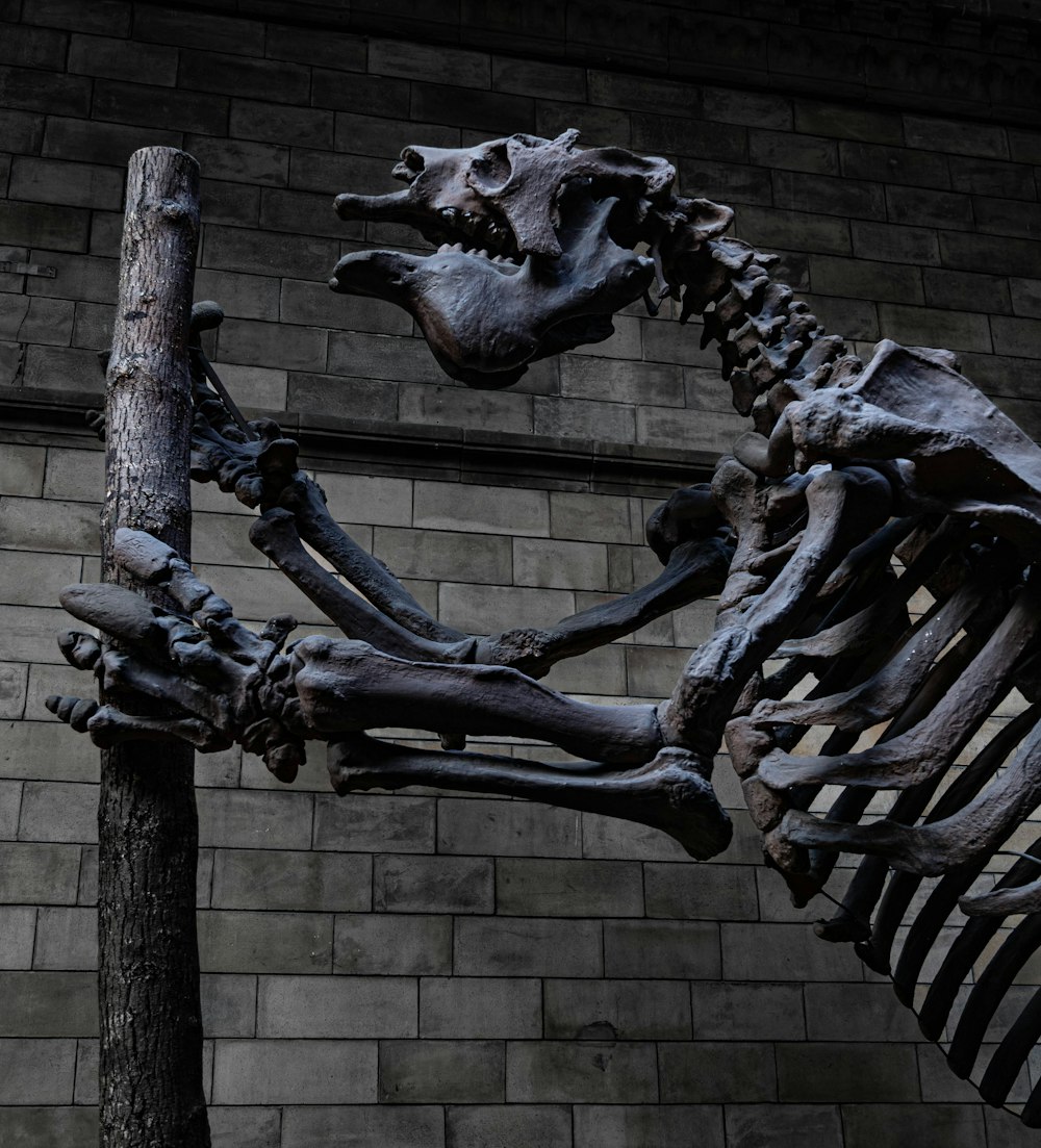 a skeleton of a dinosaur is shown in front of a brick wall