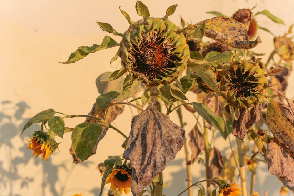 a large sunflower with lots of leaves on it