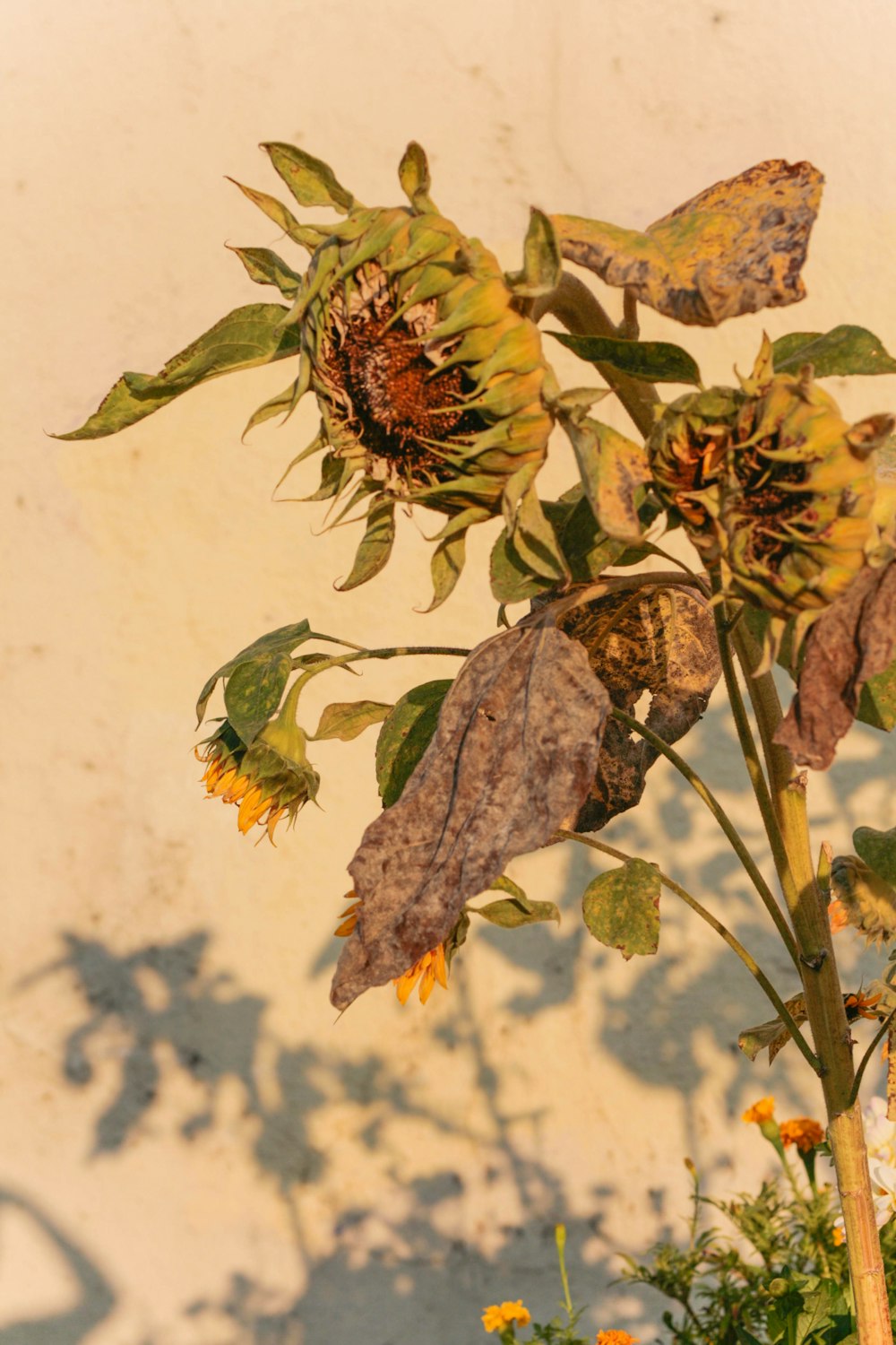 a sunflower is shown in front of a white wall