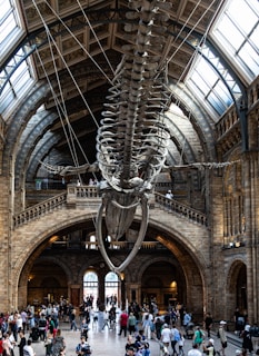 An expansive hall with a large, suspended whale skeleton dominating the view, set against an ornate, historical architectural backdrop with arches and high ceilings. Several people are milling about the floor, indicating a busy museum environment.