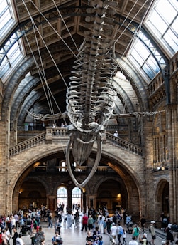 An expansive hall with a large, suspended whale skeleton dominating the view, set against an ornate, historical architectural backdrop with arches and high ceilings. Several people are milling about the floor, indicating a busy museum environment.