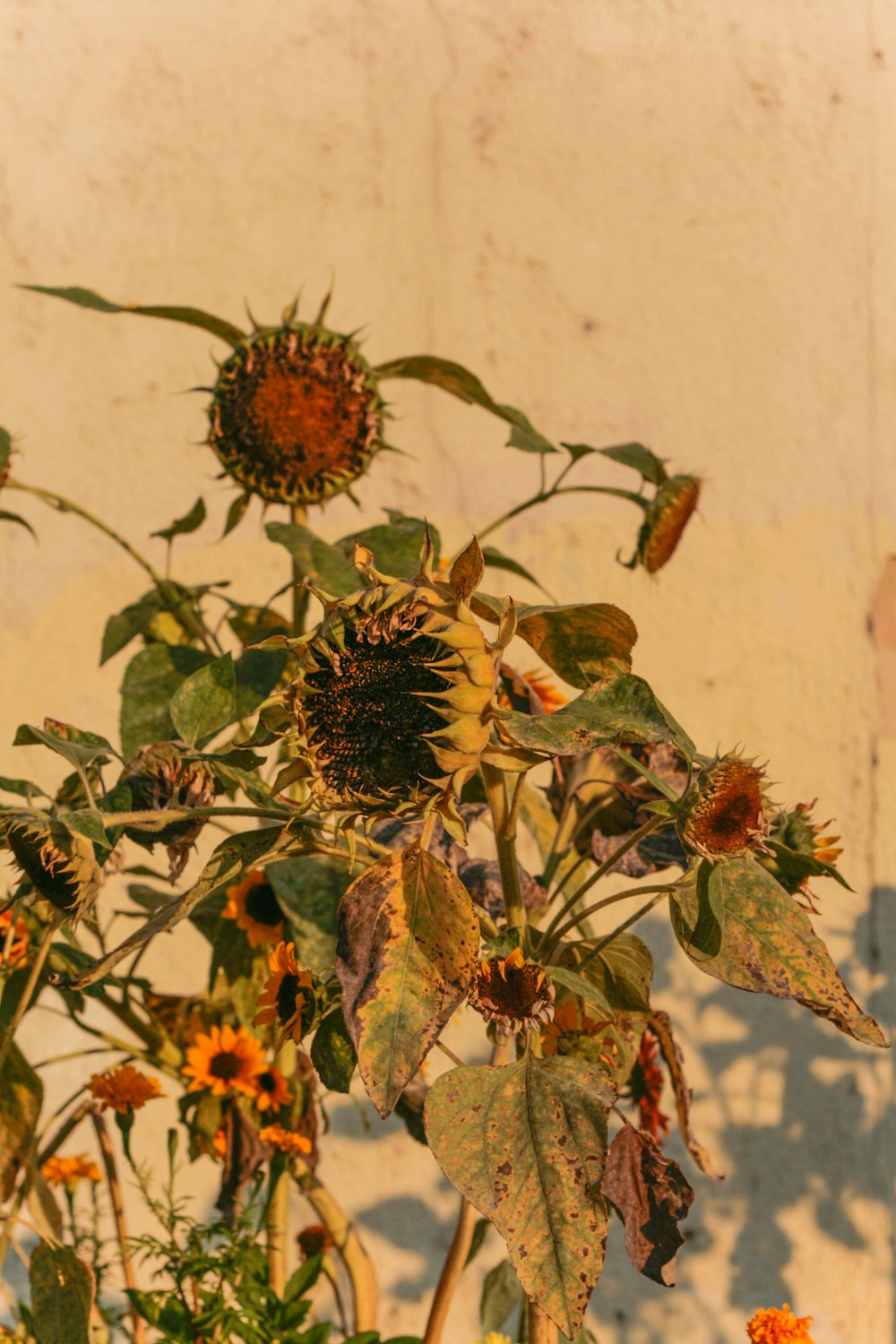 a sunflower plant with lots of leaves in front of a wall