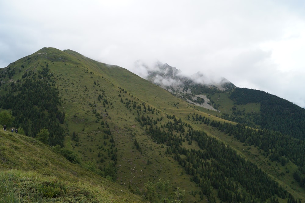 a green mountain with trees on the side of it